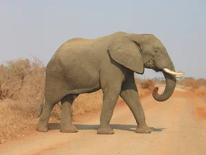 8 Most Intelligent Animals That Will Make You Admire Nature's Genius - image 5