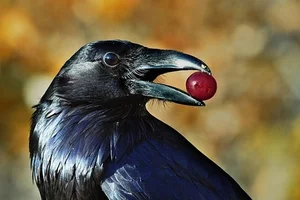 8 Most Intelligent Animals That Will Make You Admire Nature's Genius - image 2