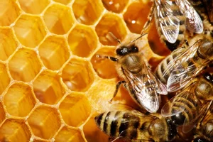 8 Most Intelligent Animals That Will Make You Admire Nature's Genius - image 4