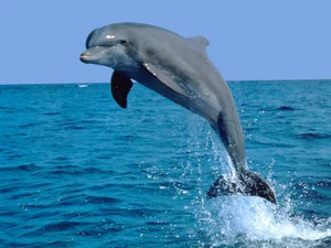 8 Most Intelligent Animals That Will Make You Admire Nature's Genius - image 1