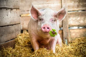 8 Most Intelligent Animals That Will Make You Admire Nature's Genius - image 0