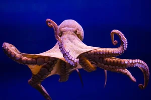 8 Most Intelligent Animals That Will Make You Admire Nature's Genius - image 6