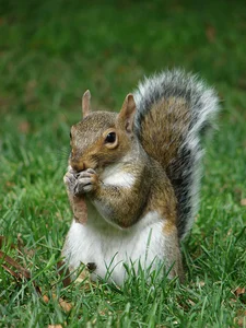 8 Most Intelligent Animals That Will Make You Admire Nature's Genius - image 7