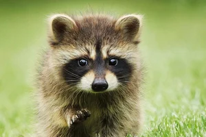 8 Most Intelligent Animals That Will Make You Admire Nature's Genius - image 3