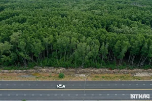 The Billion-VND Road: Connecting Dong Nai's Largest Port Through Mangrove Forests - image 4