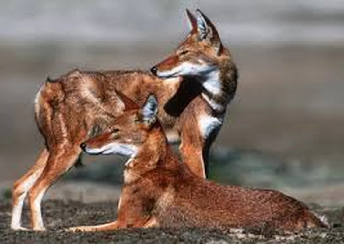Saving the African Wild Dog: Africa's Most Endangered Carnivore