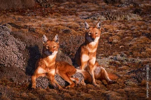 Saving the African Wild Dog: Africa's Most Endangered Carnivore - image 1