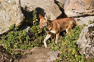 Saving the African Wild Dog: Africa's Most Endangered Carnivore - image 2