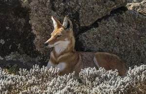 Saving the African Wild Dog: Africa's Most Endangered Carnivore - image 4