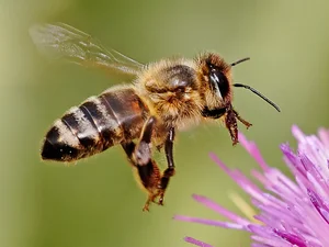Extraordinary Animal Superpowers: Nature’s Incredible Abilities That Amaze Humans - image 1