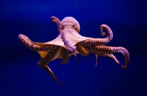 Extraordinary Animal Superpowers: Nature’s Incredible Abilities That Amaze Humans - image 7