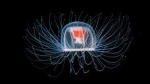 Extraordinary Animal Superpowers: Nature’s Incredible Abilities That Amaze Humans - image 4