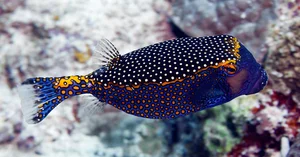Extraordinary Animal Superpowers: Nature’s Incredible Abilities That Amaze Humans - image 5