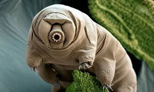 Extraordinary Animal Superpowers: Nature’s Incredible Abilities That Amaze Humans - image 0