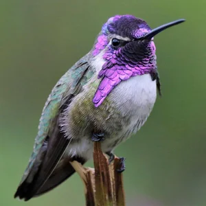 Extraordinary Animal Superpowers: Nature’s Incredible Abilities That Amaze Humans - image 6