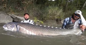 Angler Catches Massive 258kg Sturgeon in Viral Discovery - image 3