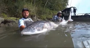 Angler Catches Massive 258kg Sturgeon in Viral Discovery - image 2