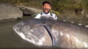 Angler Catches Massive 258kg Sturgeon in Viral Discovery - image 1