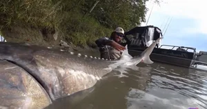 Angler Catches Massive 258kg Sturgeon in Viral Discovery - image 5