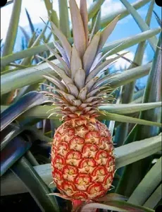Luxury Harvest: Everything You Need to Know About the $400 Rare Pineapple - image 8