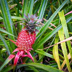 Luxury Harvest: Everything You Need to Know About the $400 Rare Pineapple - image 2