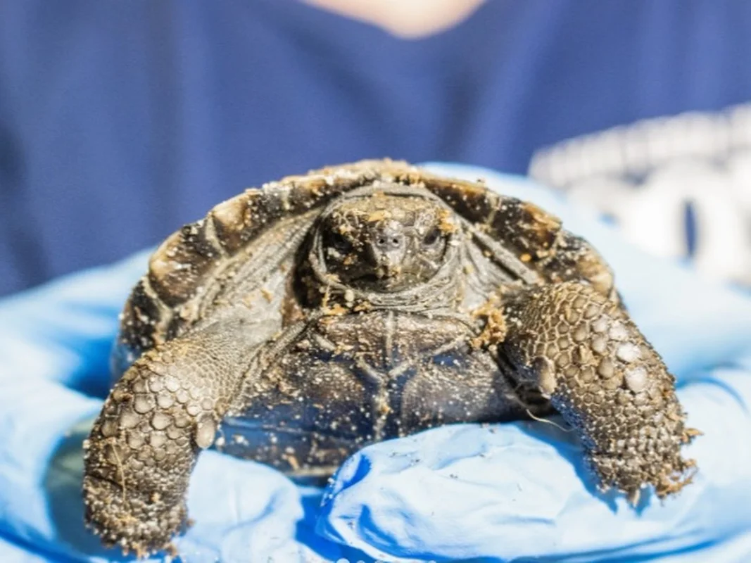 A Rare Miracle: 100-Year-Old Sea Turtle Gives Birth for the First Time