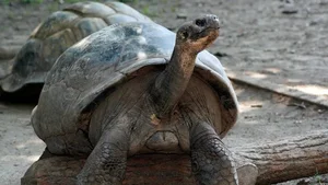 A Rare Miracle: 100-Year-Old Sea Turtle Gives Birth for the First Time - image 8