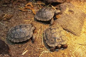 A Rare Miracle: 100-Year-Old Sea Turtle Gives Birth for the First Time - image 2
