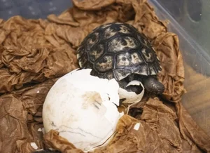 A Rare Miracle: 100-Year-Old Sea Turtle Gives Birth for the First Time - image 3
