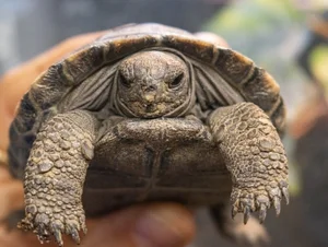 A Rare Miracle: 100-Year-Old Sea Turtle Gives Birth for the First Time - image 9