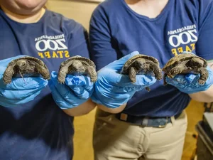 A Rare Miracle: 100-Year-Old Sea Turtle Gives Birth for the First Time - image 7