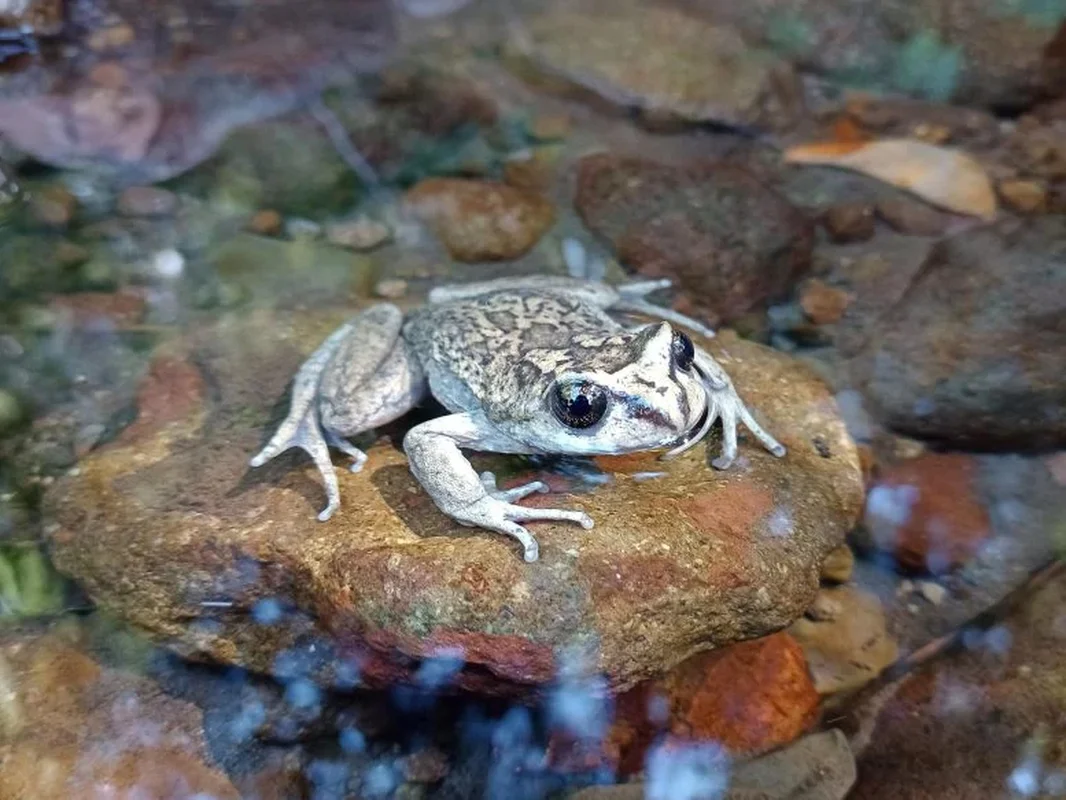 Miraculous Reappearance: Ghost Frog Species Thought Extinct for a Century Rediscovered