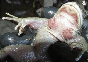 Miraculous Reappearance: Ghost Frog Species Thought Extinct for a Century Rediscovered - image 1