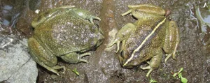 Miraculous Reappearance: Ghost Frog Species Thought Extinct for a Century Rediscovered - image 7