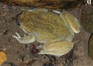 Miraculous Reappearance: Ghost Frog Species Thought Extinct for a Century Rediscovered - image 4
