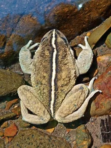 Miraculous Reappearance: Ghost Frog Species Thought Extinct for a Century Rediscovered - image 5