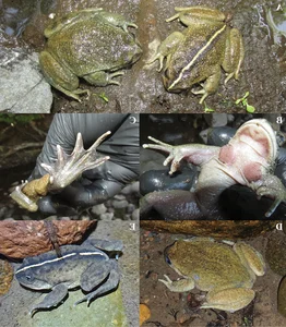 Miraculous Reappearance: Ghost Frog Species Thought Extinct for a Century Rediscovered - image 3