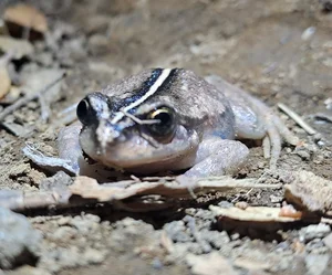 Miraculous Reappearance: Ghost Frog Species Thought Extinct for a Century Rediscovered - image 2
