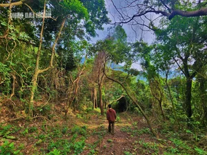 Unveiling the 200-Year-Old Mystery of the Ancient Thien Ly Road in Quang Binh - image 5