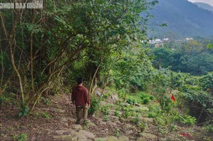 Unveiling the 200-Year-Old Mystery of the Ancient Thien Ly Road in Quang Binh - image 4