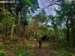 Unveiling the 200-Year-Old Mystery of the Ancient Thien Ly Road in Quang Binh - image 1