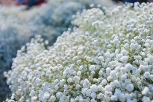 The Luxury Behind Runner-Up Phuong Nhi's Stunning Engagement Bouquet - image 3
