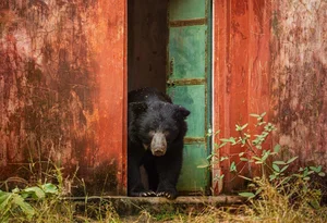 20 Breathtaking Wildlife Photos That Captured the World's Heart - image 18