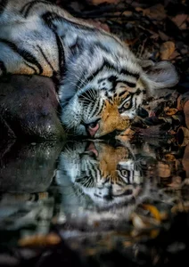 20 Breathtaking Wildlife Photos That Captured the World's Heart - image 11