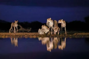20 Breathtaking Wildlife Photos That Captured the World's Heart - image 14