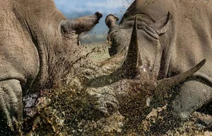 20 Breathtaking Wildlife Photos That Captured the World's Heart - image 6