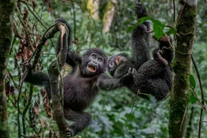 20 Breathtaking Wildlife Photos That Captured the World's Heart - image 0