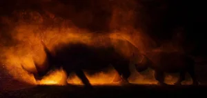 20 Breathtaking Wildlife Photos That Captured the World's Heart - image 19
