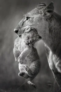 20 Breathtaking Wildlife Photos That Captured the World's Heart - image 1