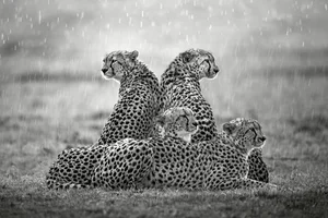20 Breathtaking Wildlife Photos That Captured the World's Heart - image 7